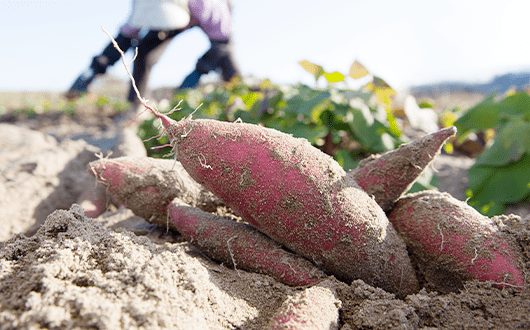 宮崎・鹿児島の農家との契約栽培
